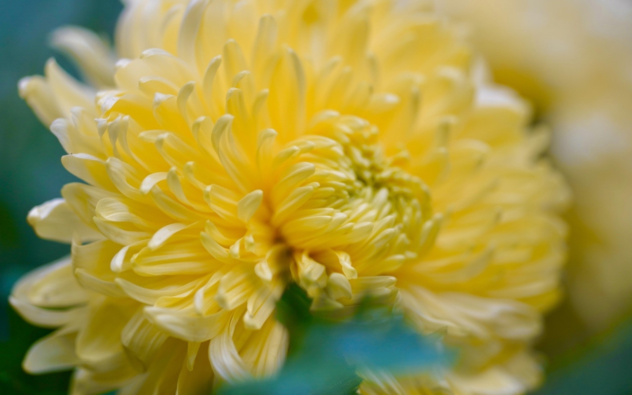 Красивый желтый цветок хризантемы крупным планом