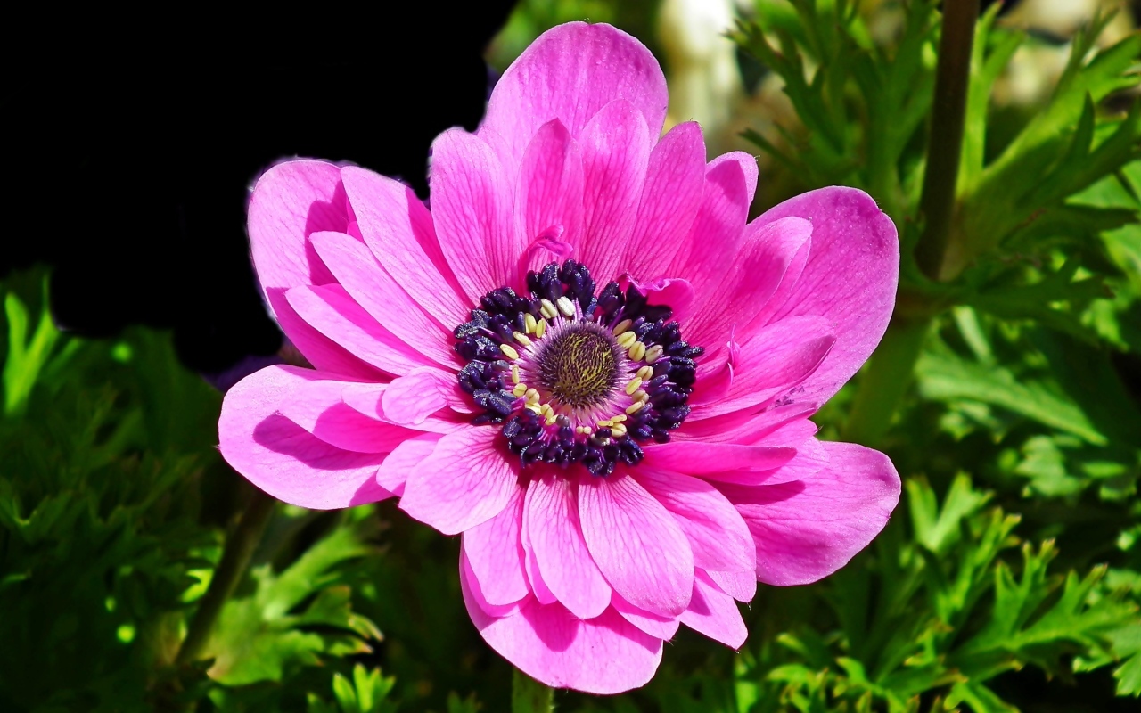 Большой розовый цветок анемоны крупным планом