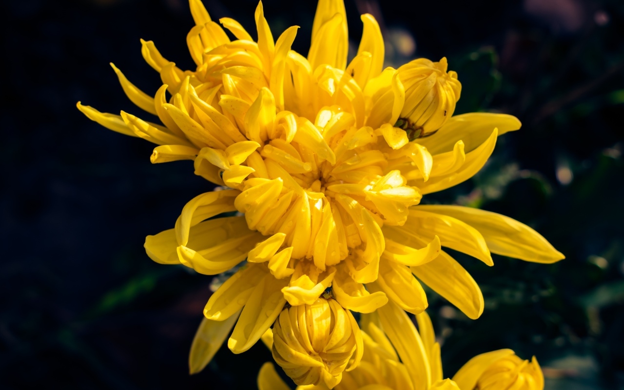 Распускающаяся желтая хризантема вблизи