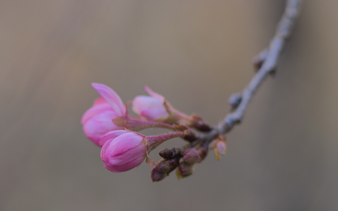 Распускающиеся цветы на ветке дерева