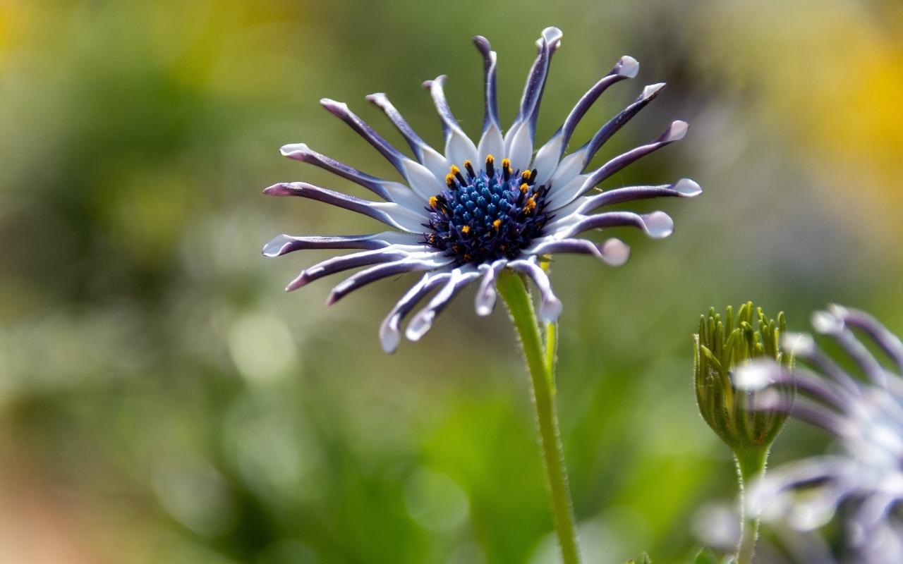 Распускающийся цветок остеоспермум