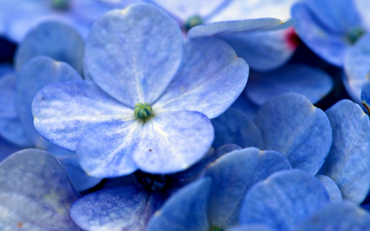 Синие цветы гортензии крупным планом