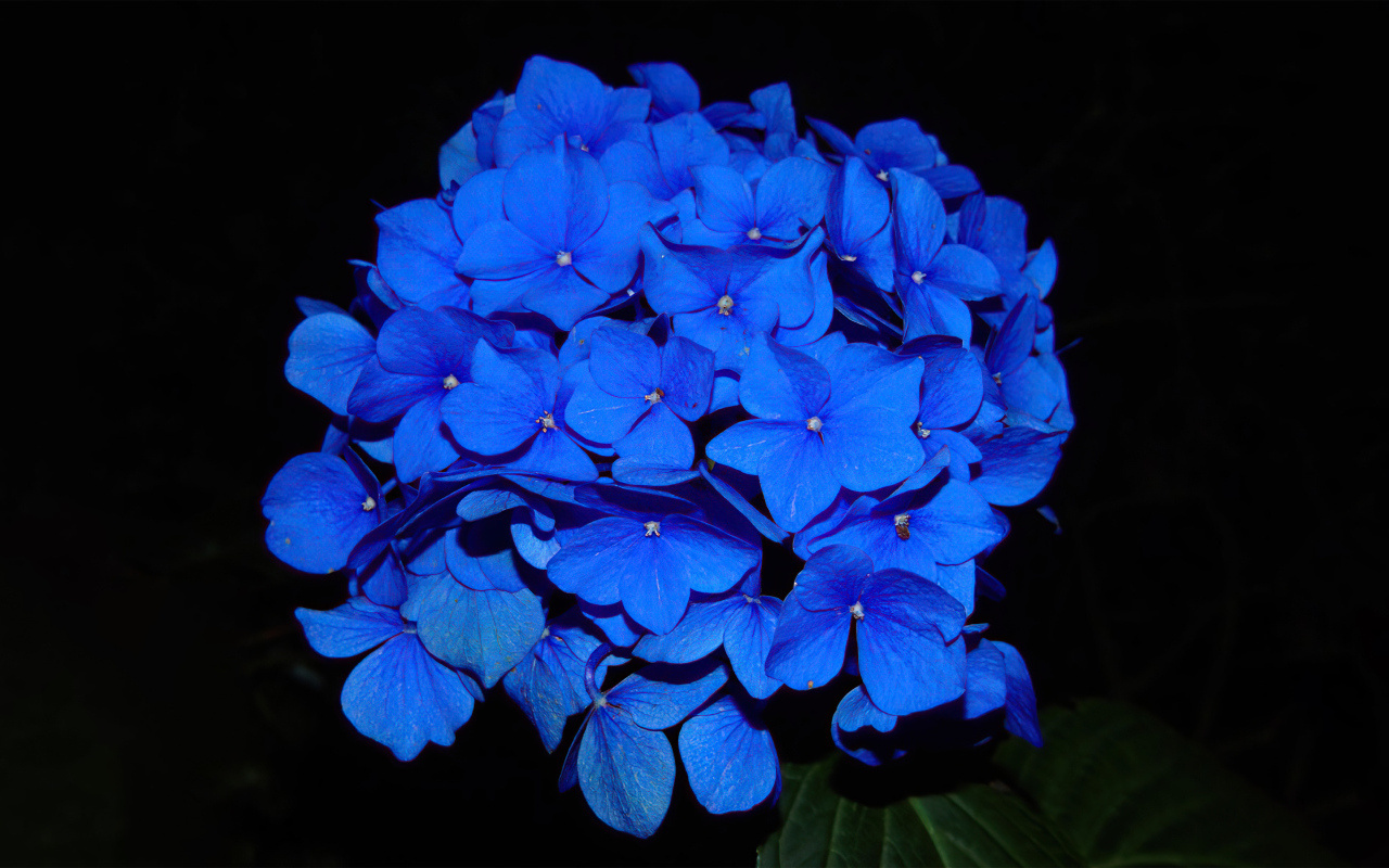 Синие цветы гортензии на черном фоне