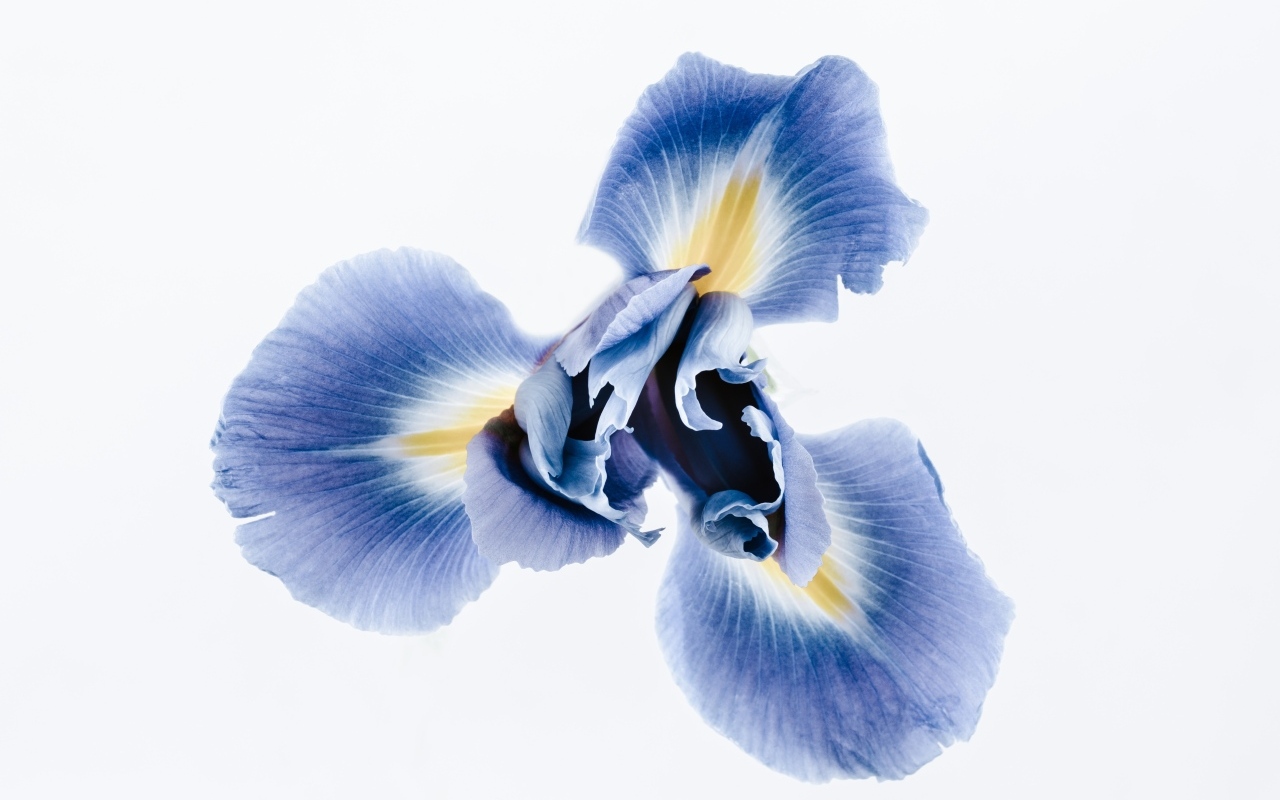 Синий цветок ириса на сером фоне