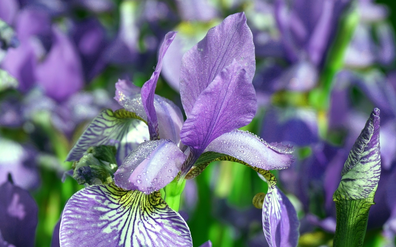 Синие цветы ириса с мокрыми лепестками
