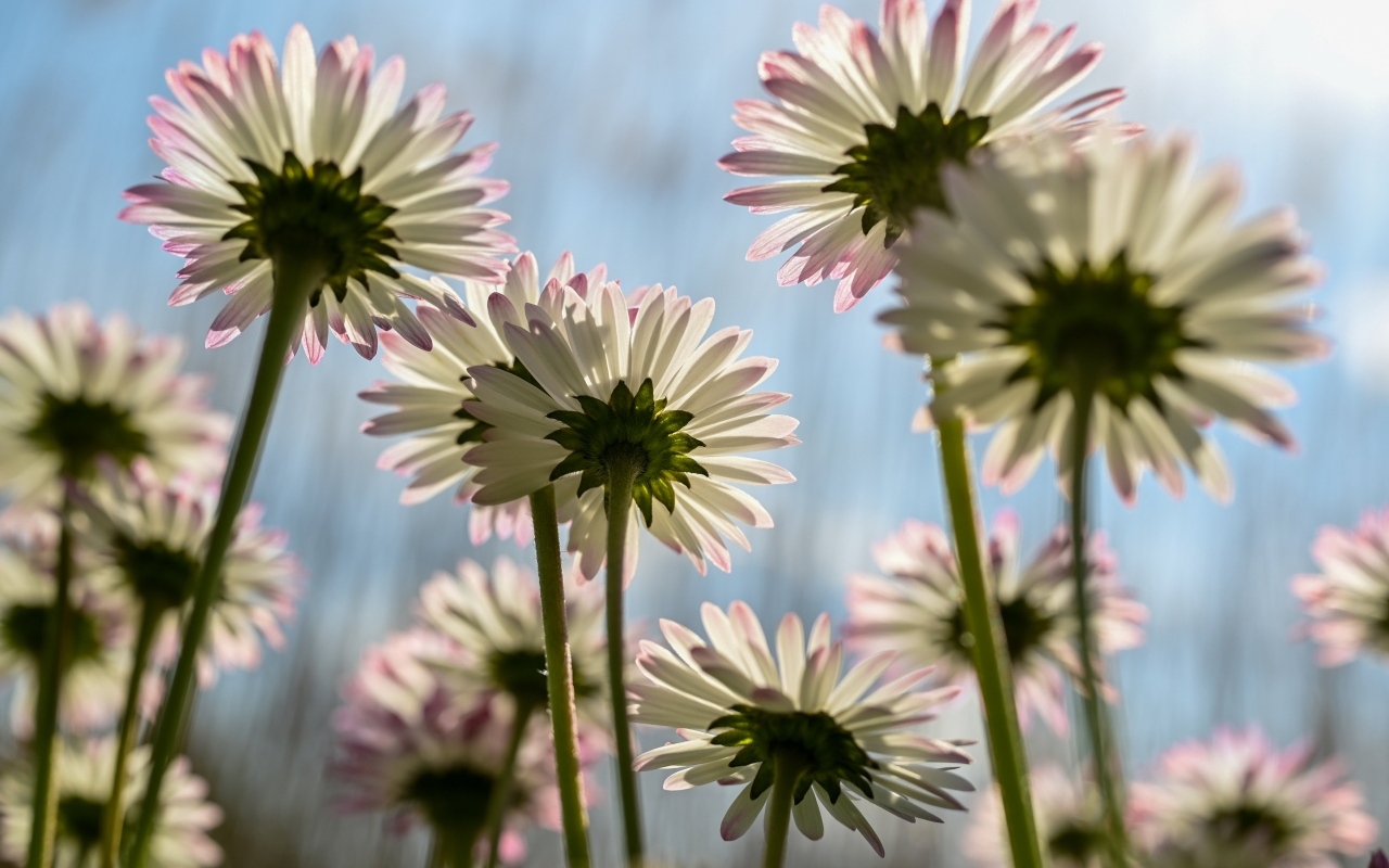 Вид снизу на маленькие цветы маргаритки