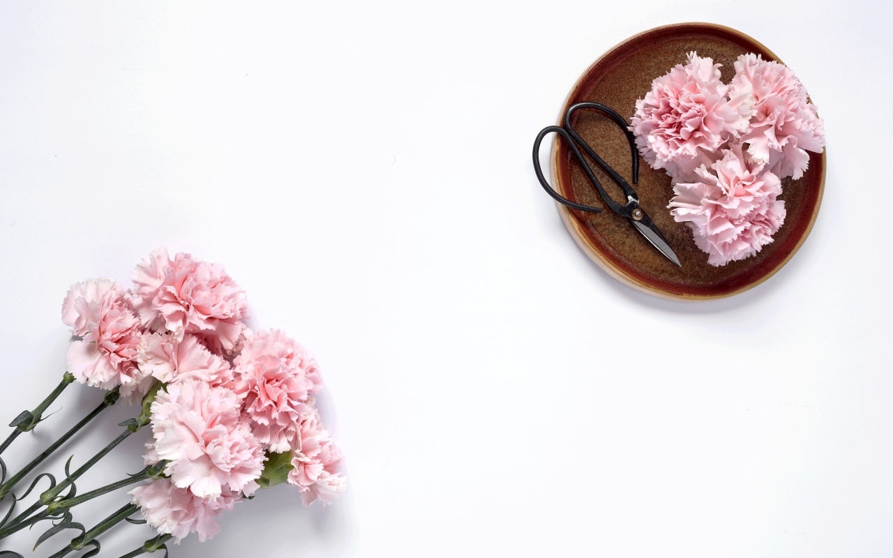 Букет розовых гвоздик с ножницами на белом фоне