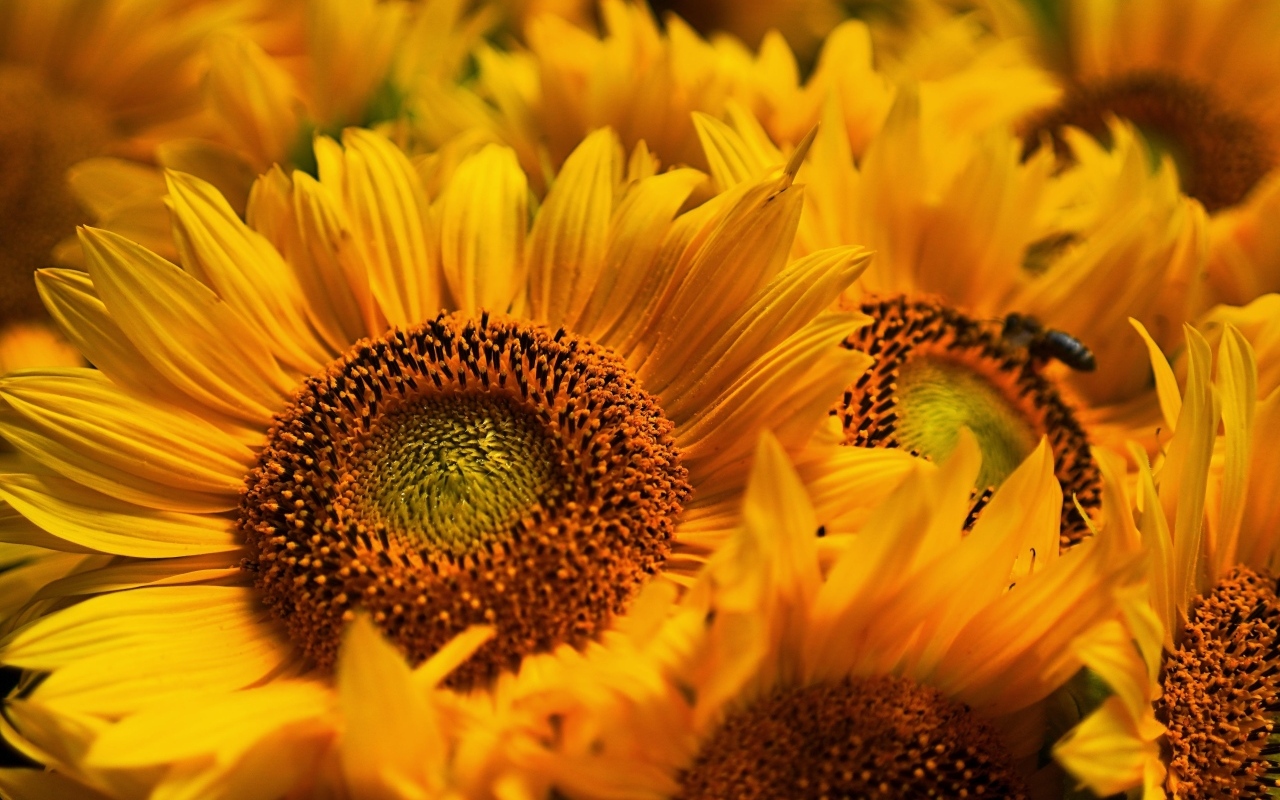 Букет из желтых цветов подсолнуха