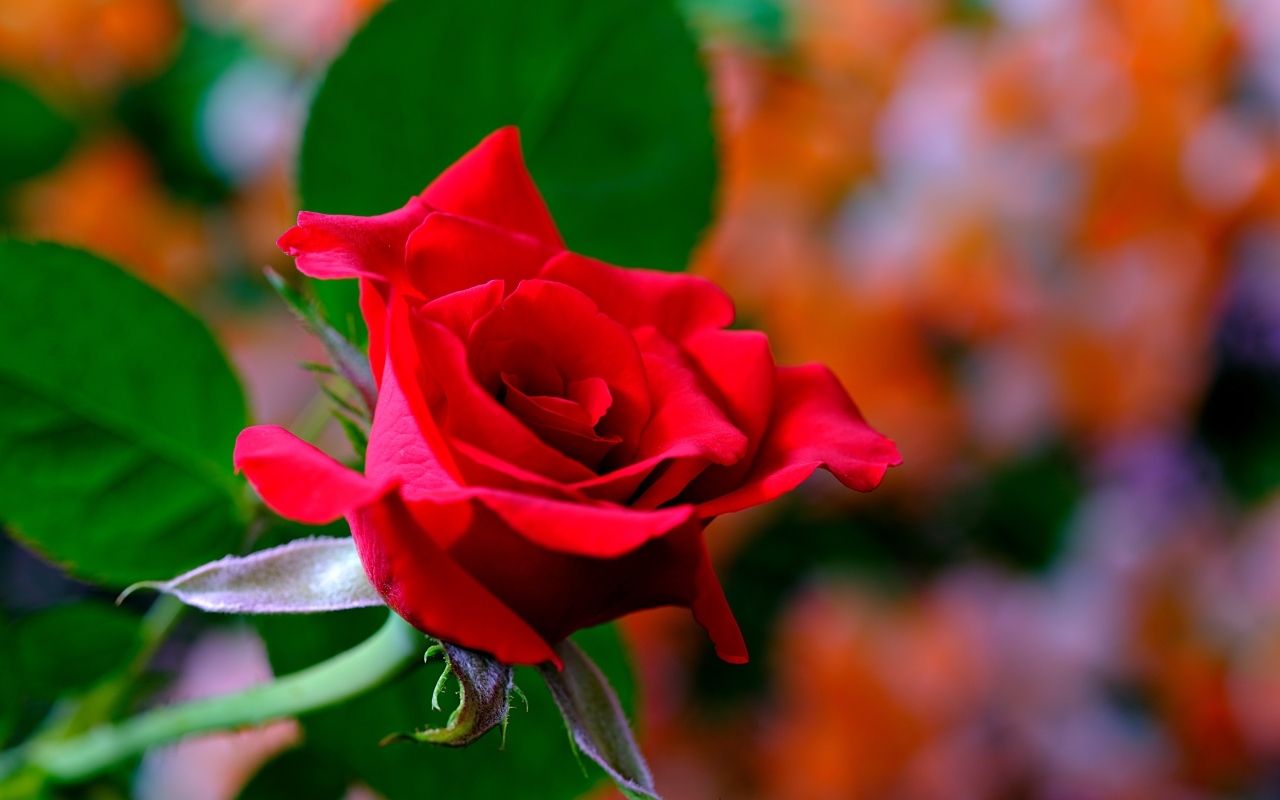 Яркая ароматная алая роза крупным планом