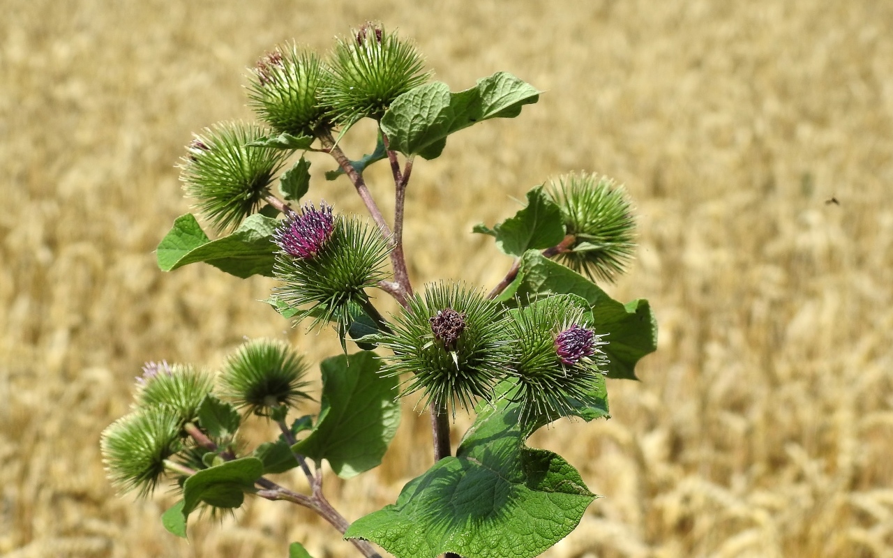 Цветы лопуха крупным планом