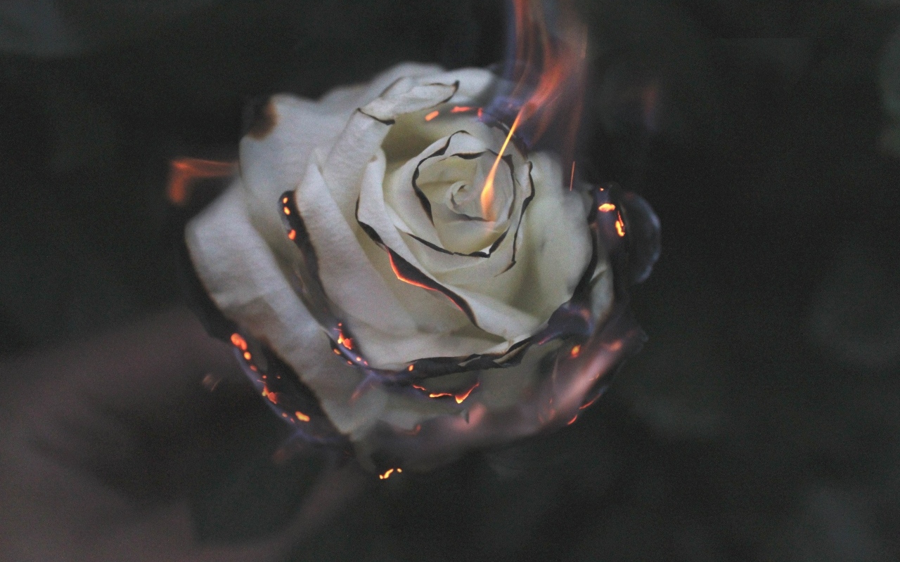 Опаленные лепестки белой розы