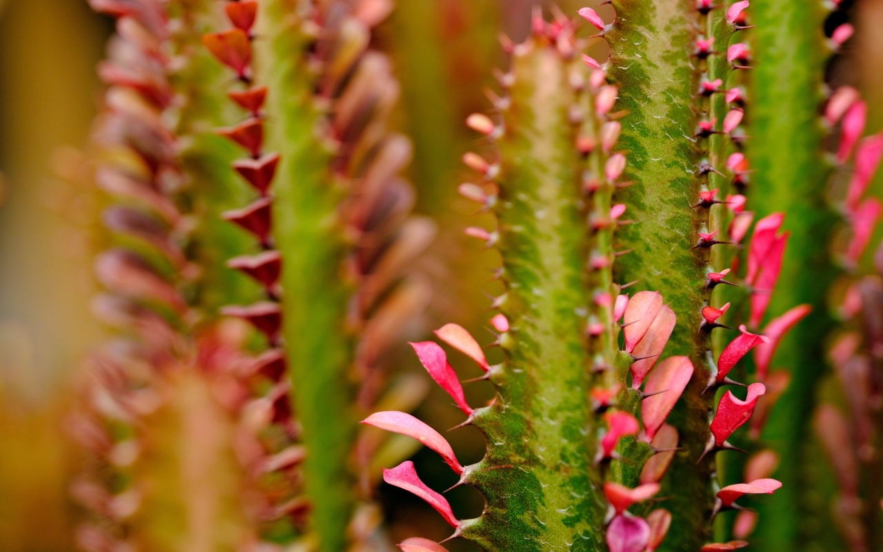 Кактус с красными лепестками крупным планом