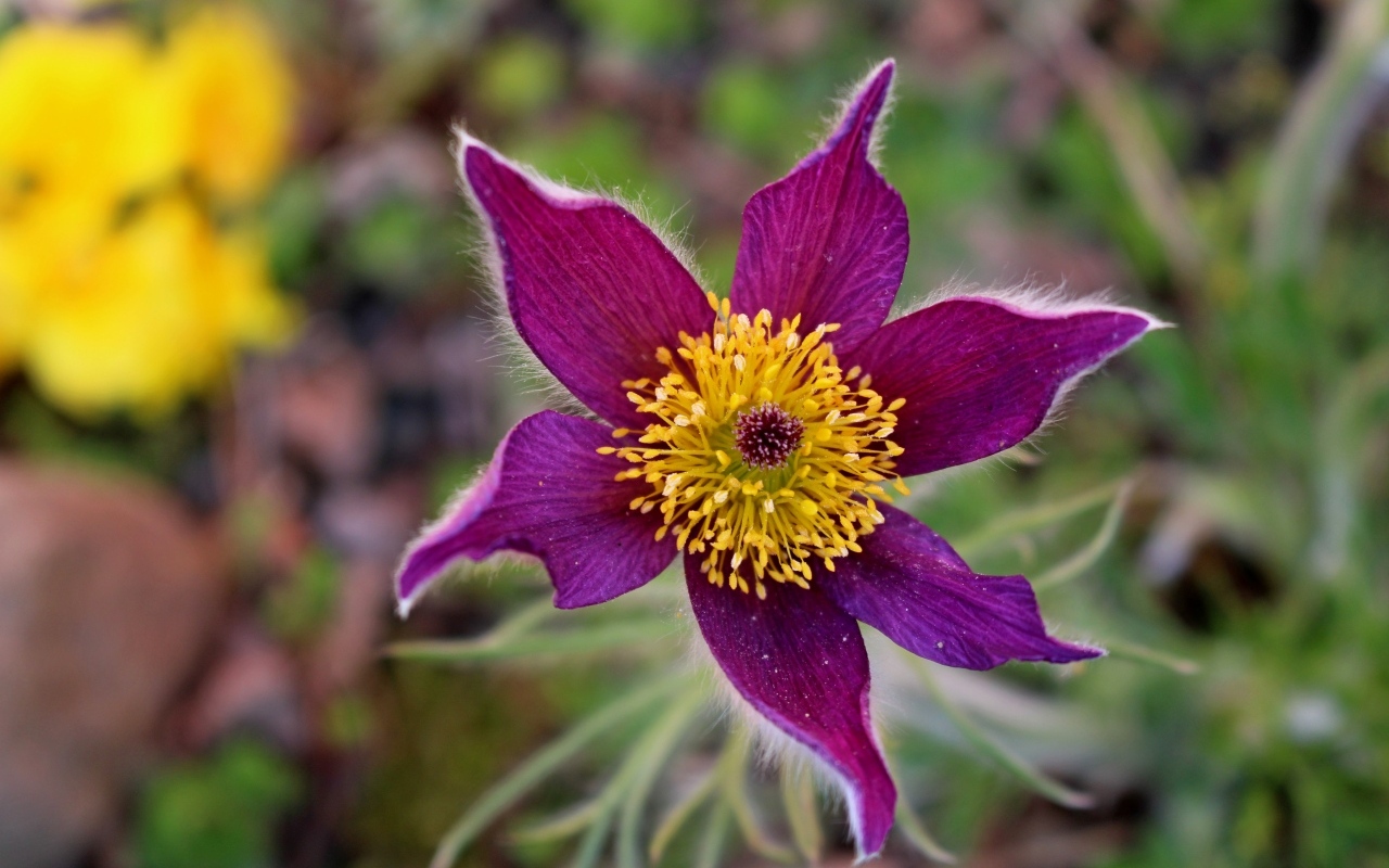 Красивый цветок прострела с желтой серединкой крупным планом