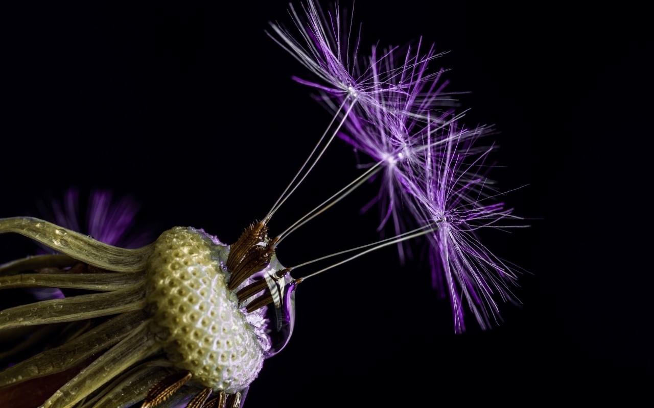 Цветок одуванчика на черном фоне крупным планом