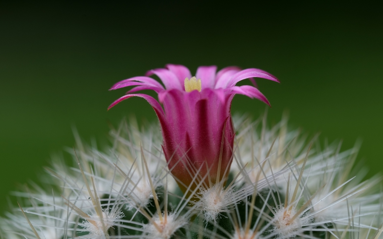 Нежный розовый цветок на колючем кактусе