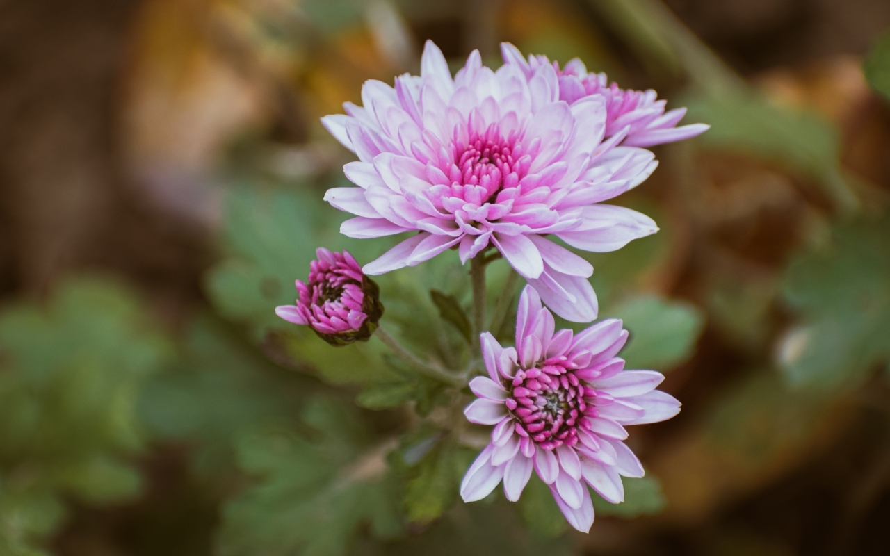 Нежная розовая садовая хризантема