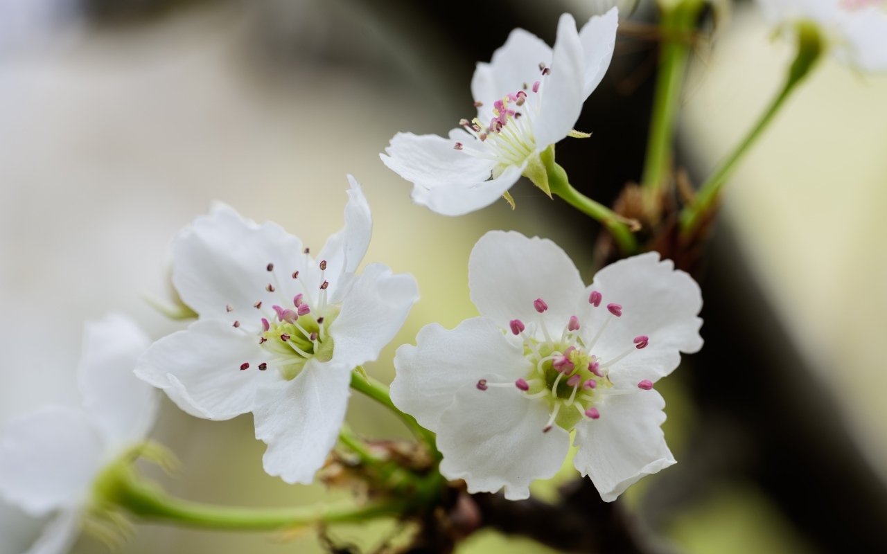 Нежные белые цветы вишни на ветках весной