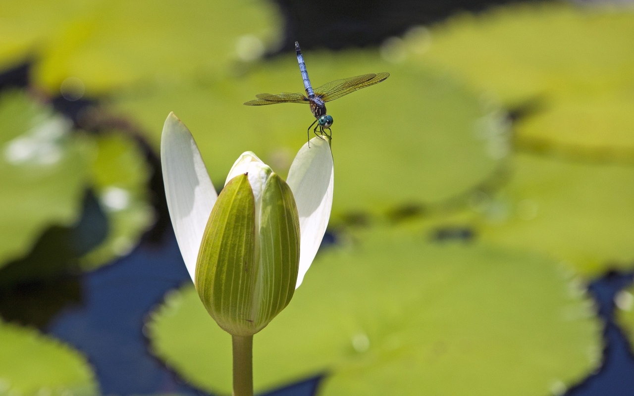 Стрекоза сидит на белом цветке водяной лилии
