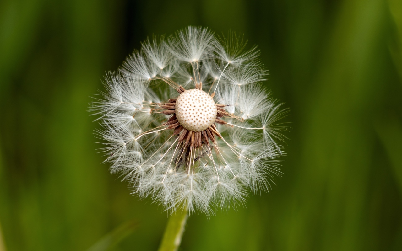 Опавший белый одуванчик