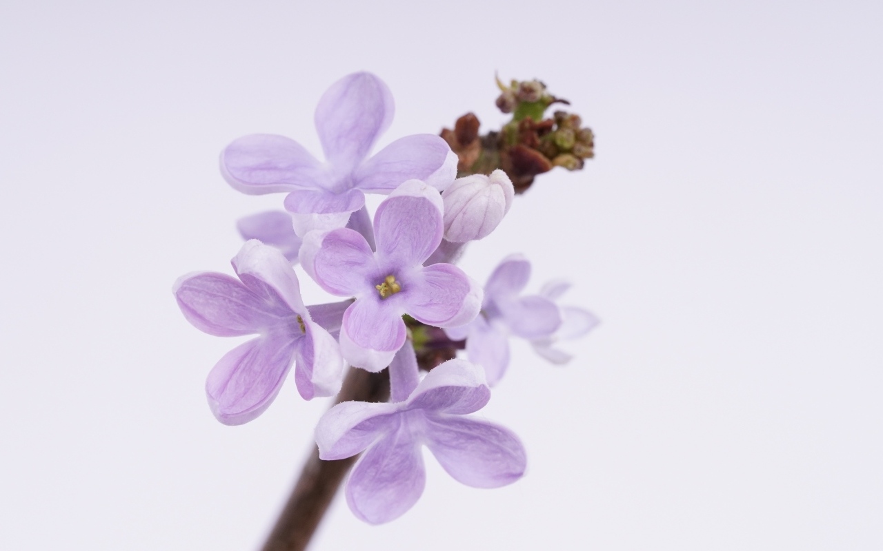 Ароматные распускающиеся цветы сирени на сером фоне