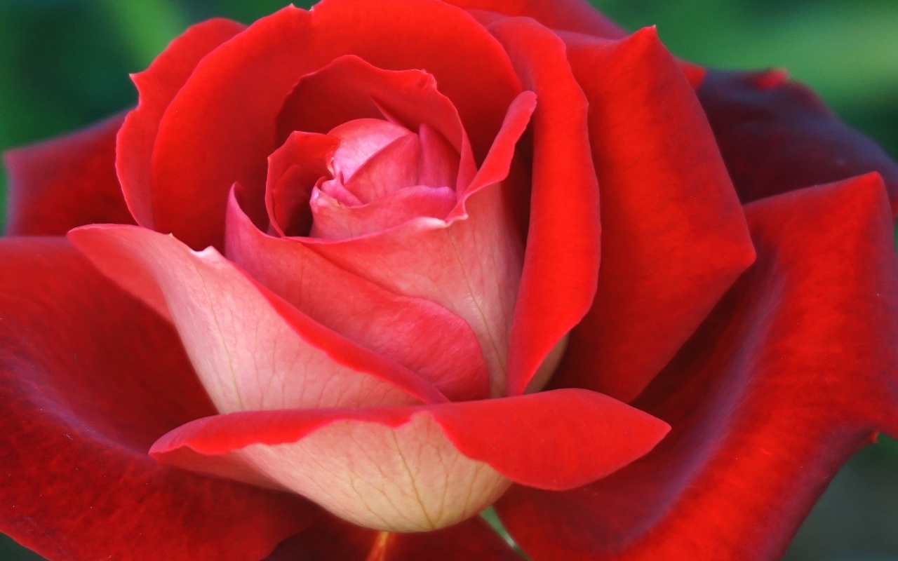 Ароматная красная чайная роза крупным планом