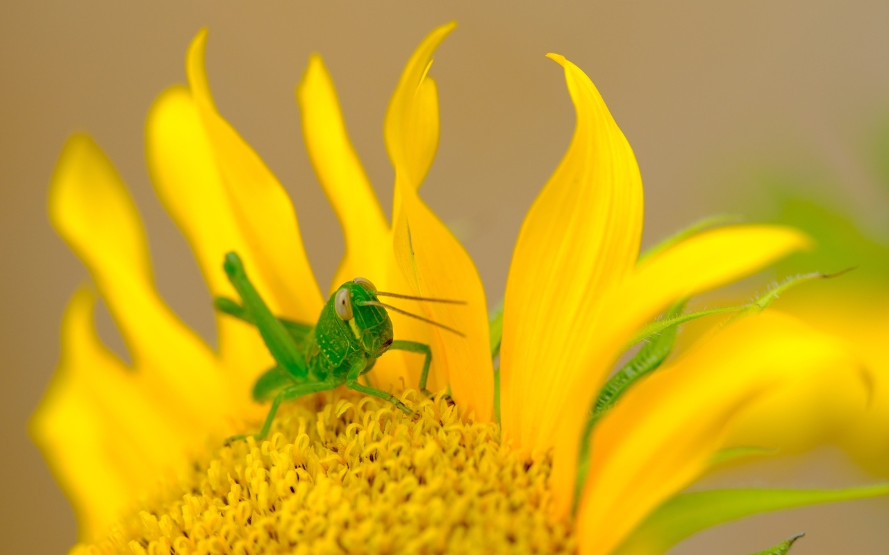 Зеленый кузнечик на желтом подсолнухе