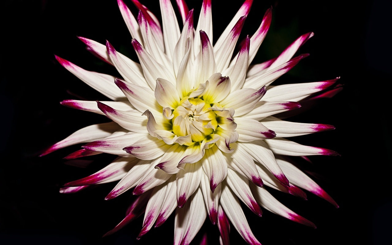 Крупный цветок георгина на черном фоне