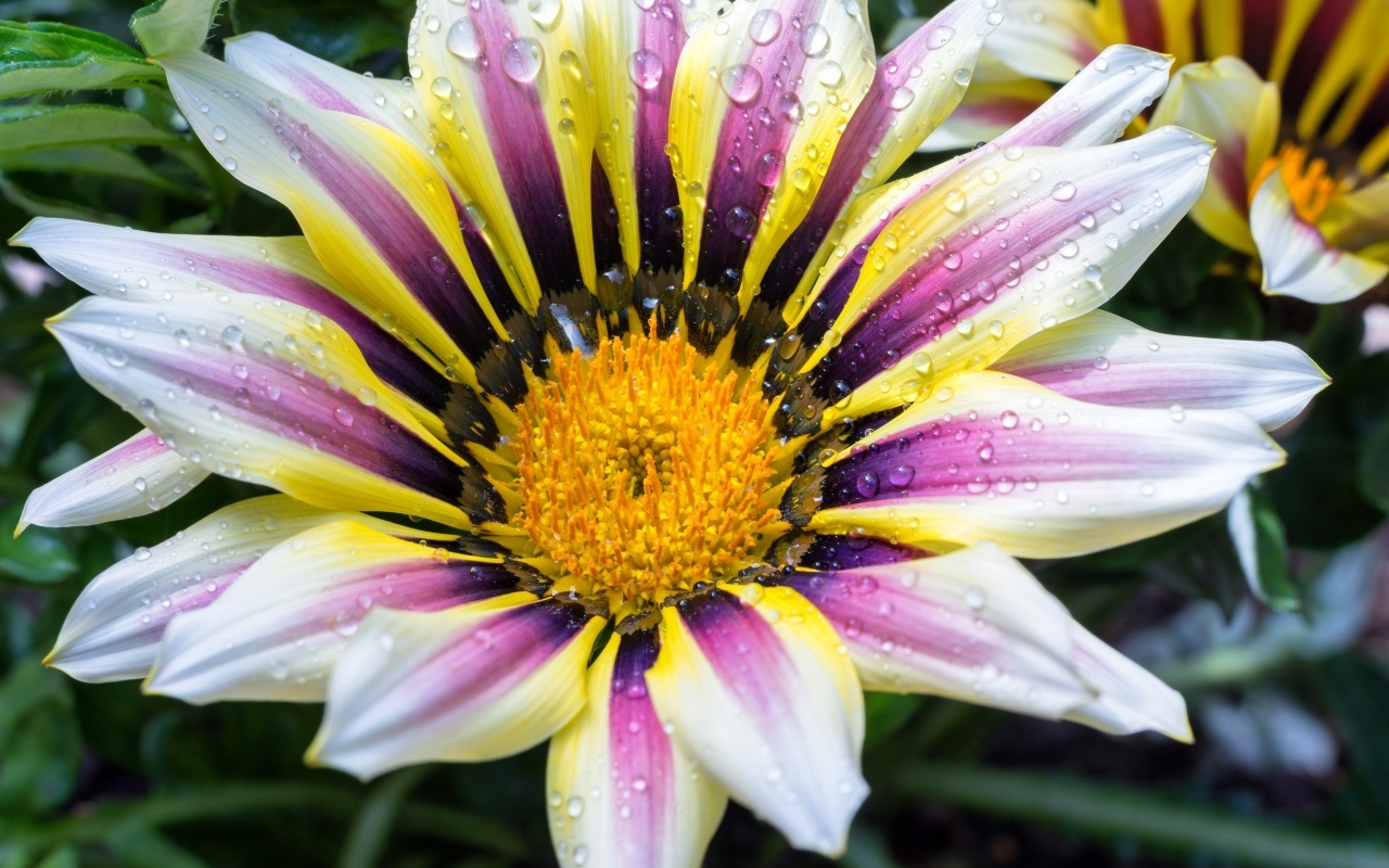 Большой цветок газания с каплями на лепестках