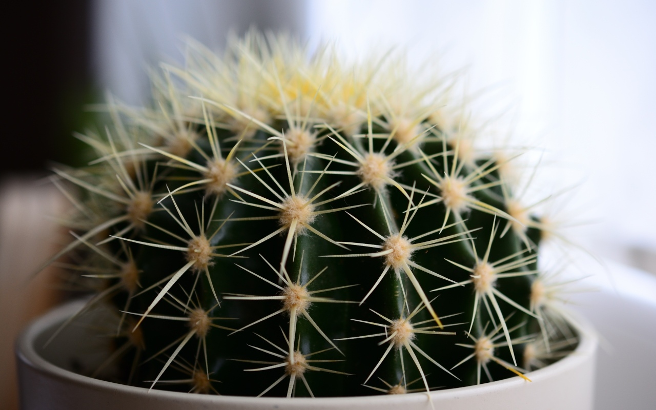 Большие иголки колючего кактуса