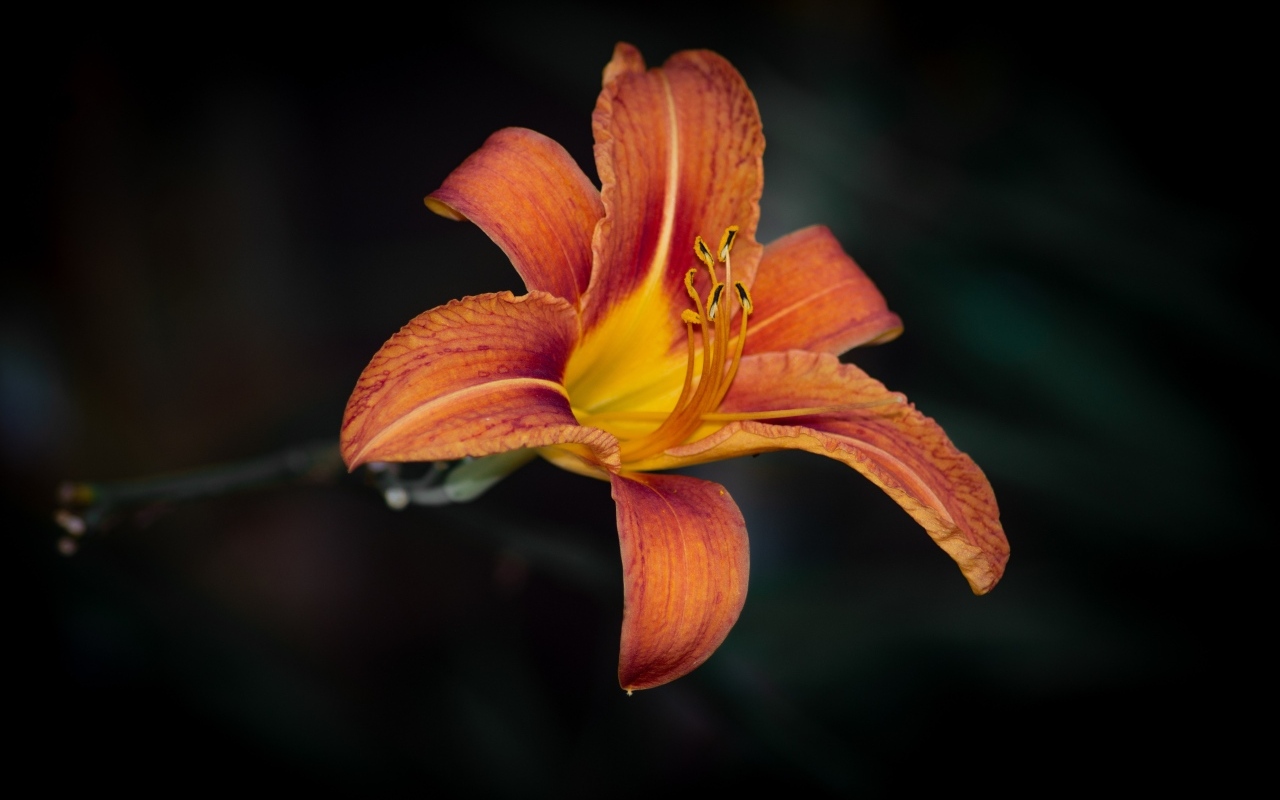 Большая оранжевая лилия на черном фоне