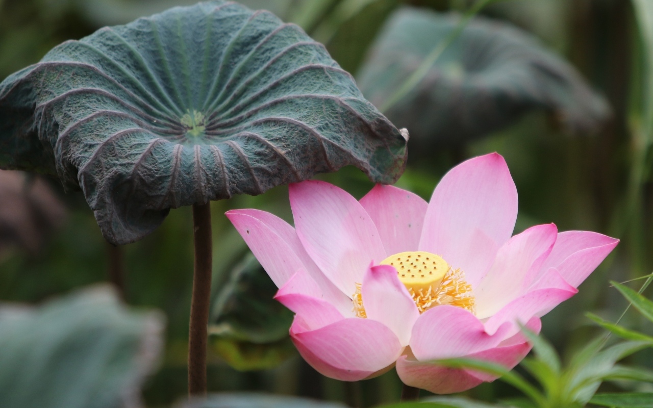 Большой цветок розового лотоса с листом