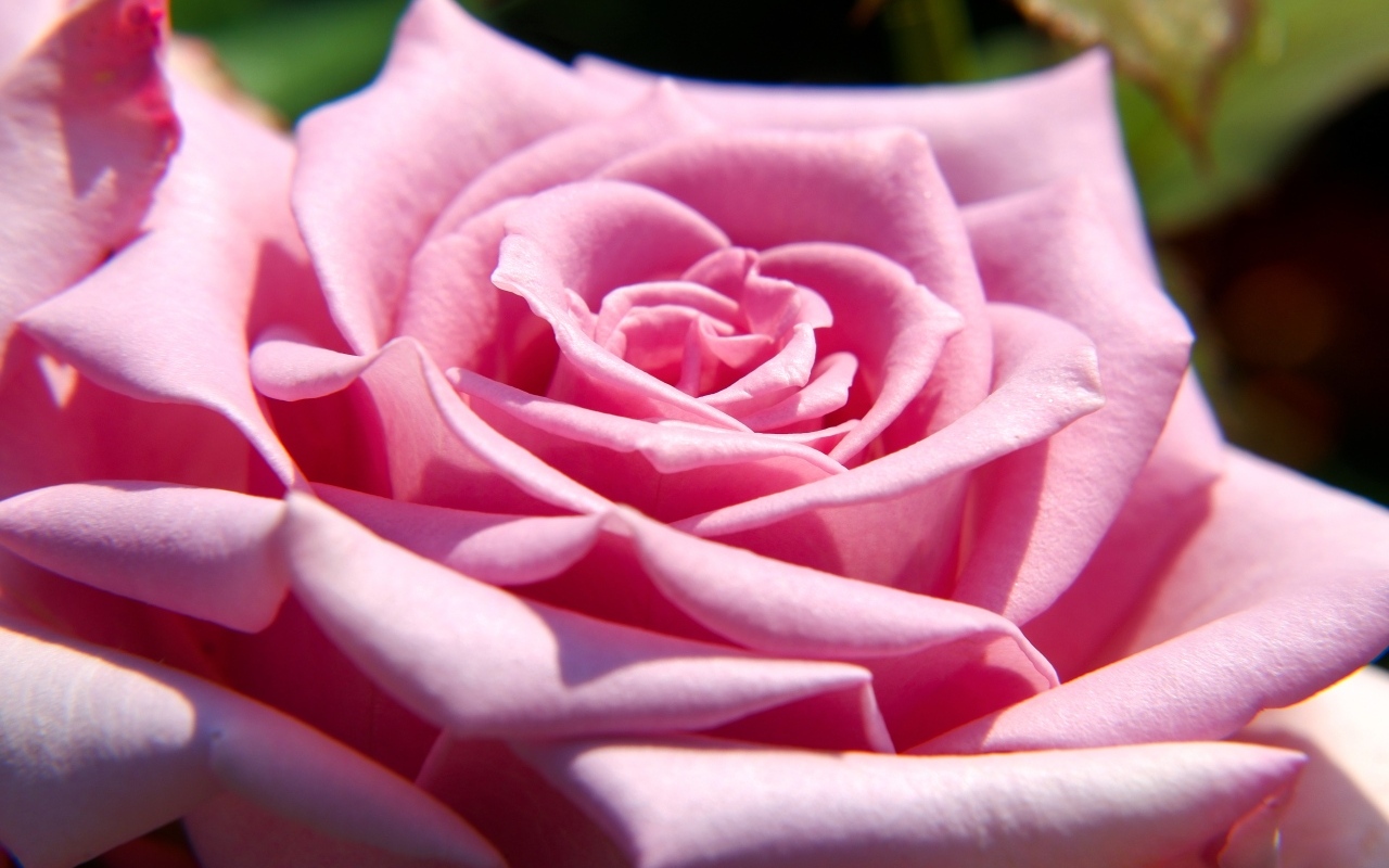 Крупная розовая роза вблизи