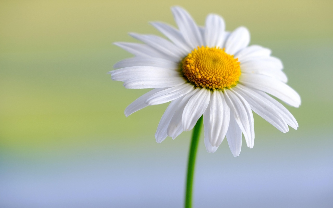 Большая белая ромашка крупным планом