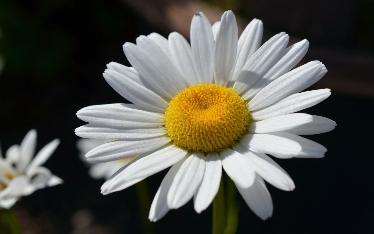 Крупная белая ромашка вблизи