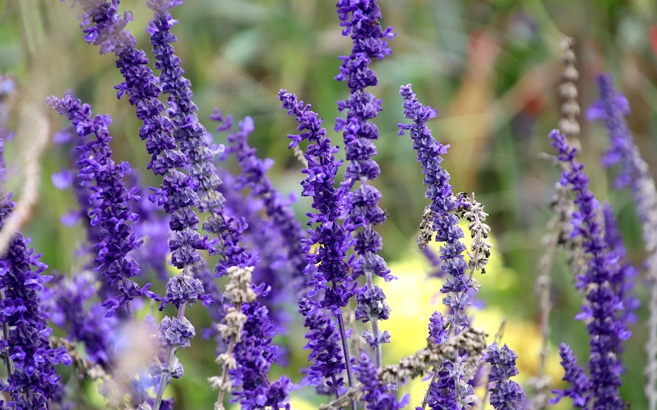 Цветы лаванды на поле 