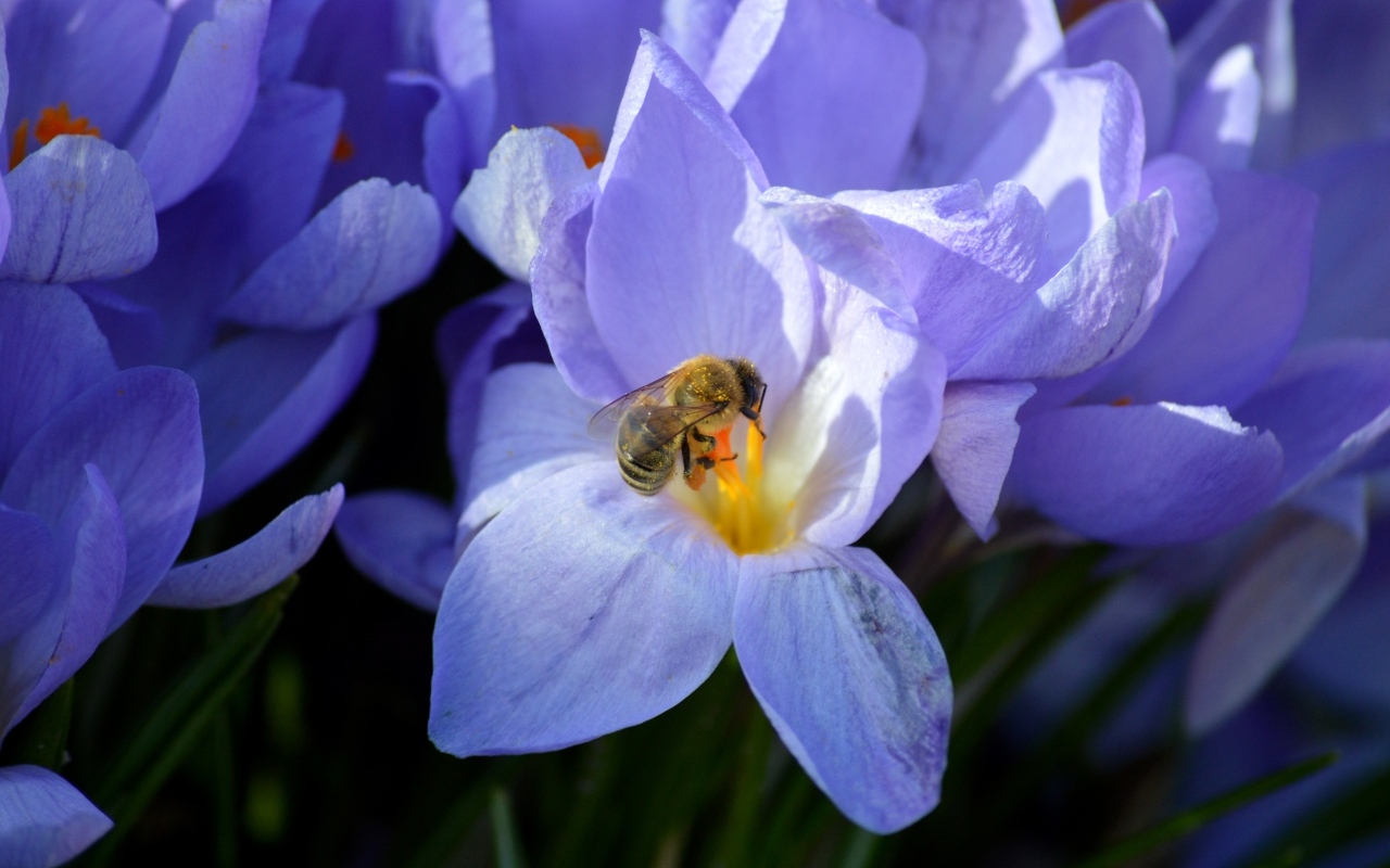 Сиреневый цветок крокуса с пчелой
