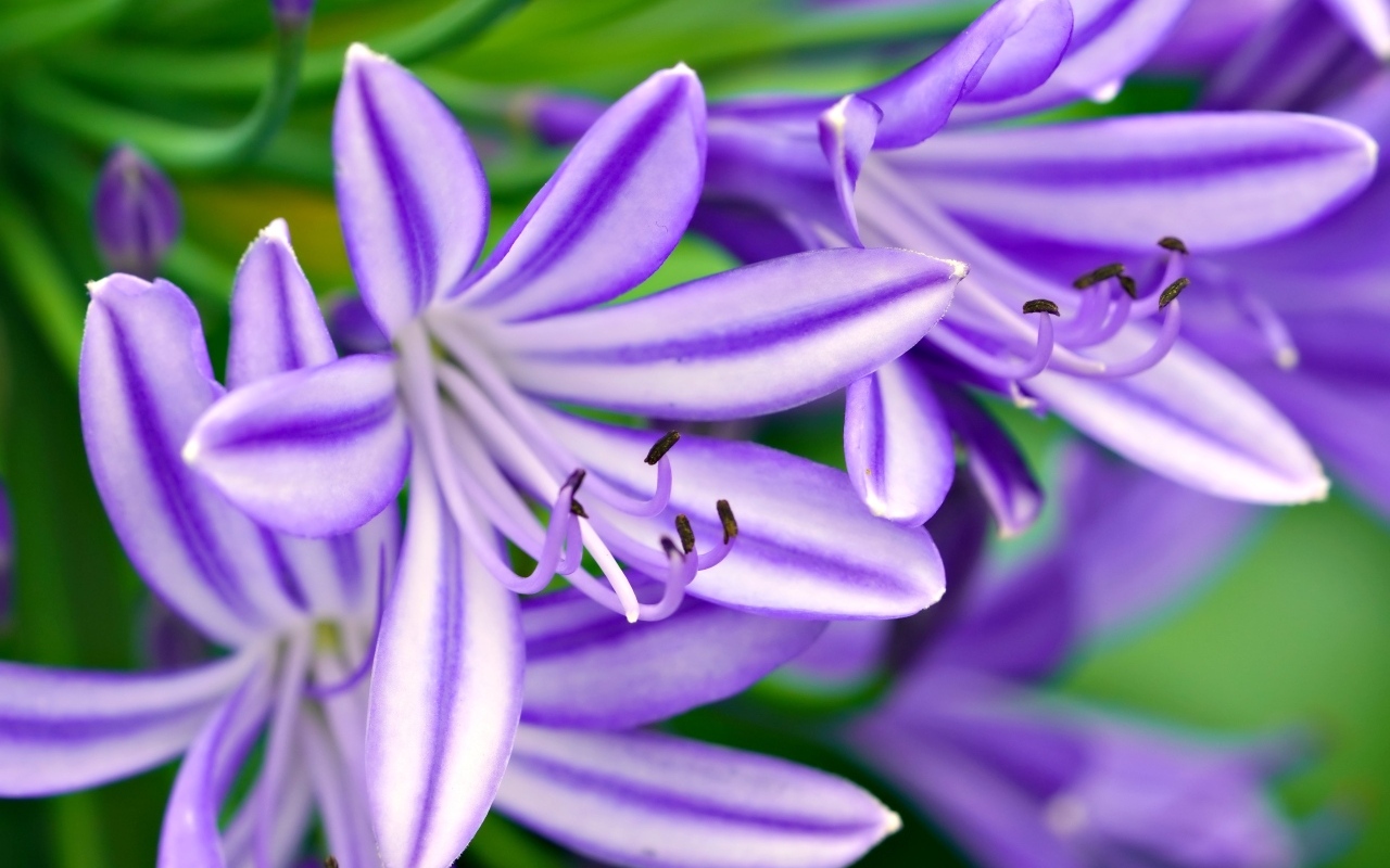 Сиреневые цветы африканская лилия