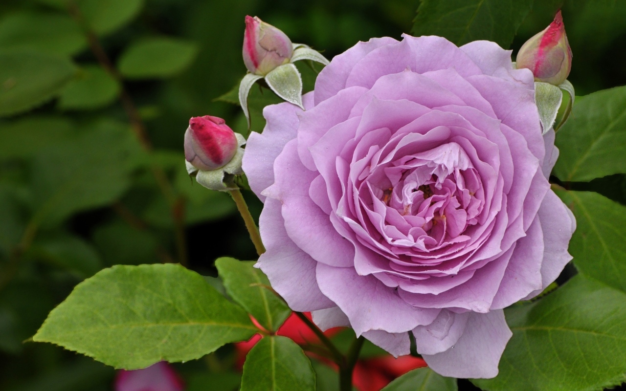 Сиреневая роза с бутонами крупным планом