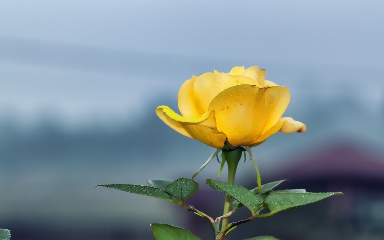 Одинокая желтая роза на сером фоне