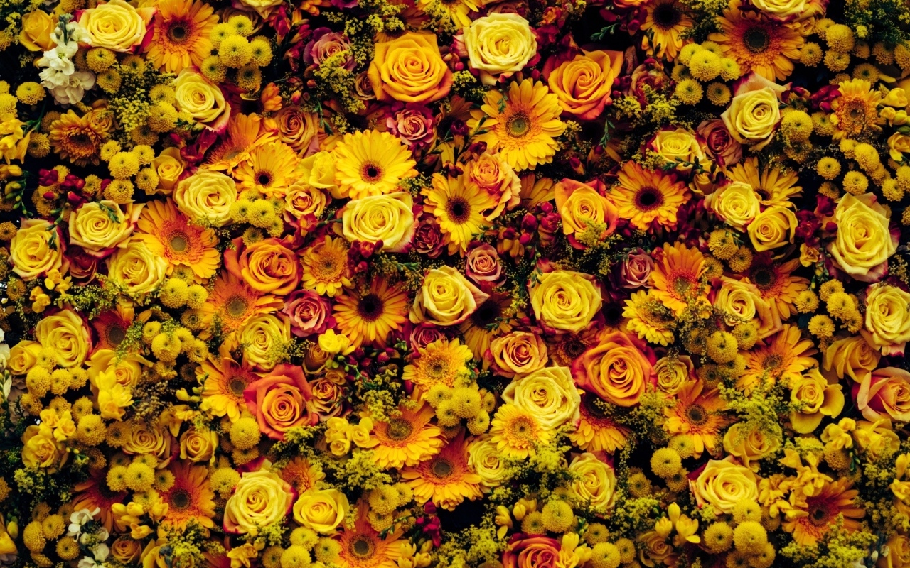 Много разных оранжевых цветов для фона