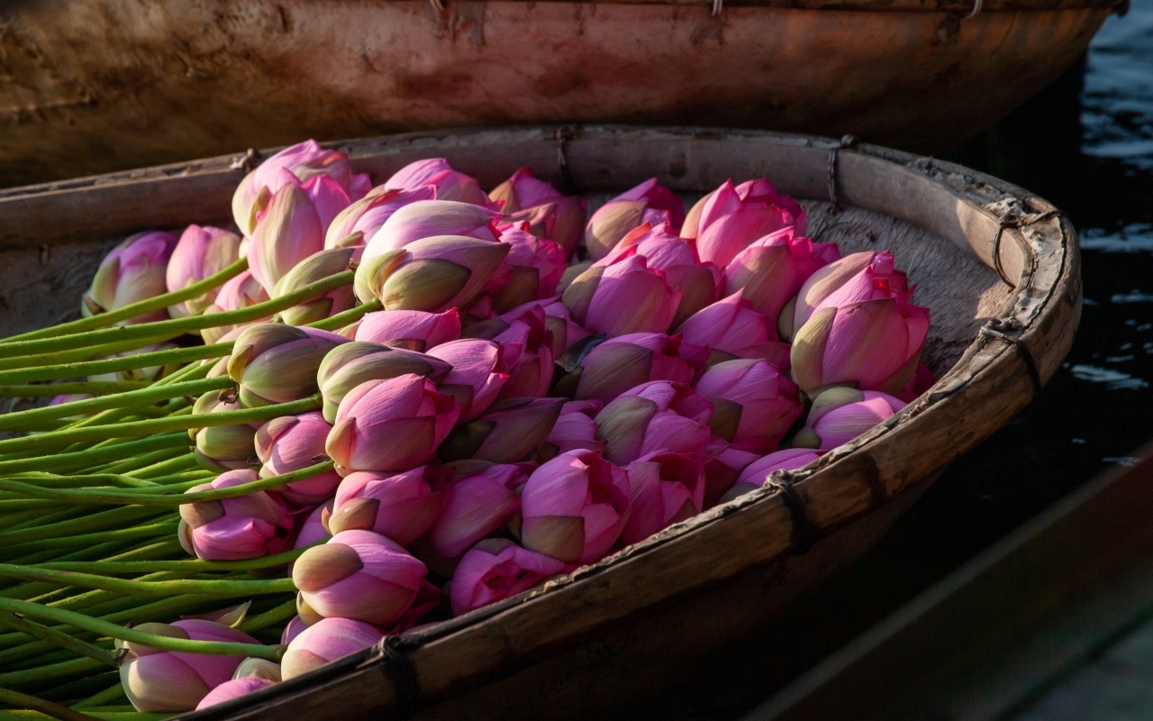 Много розовых цветов лотоса в лодке