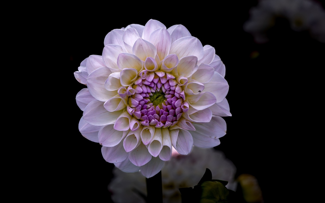 Пышная сиреневая георгина крупным планом