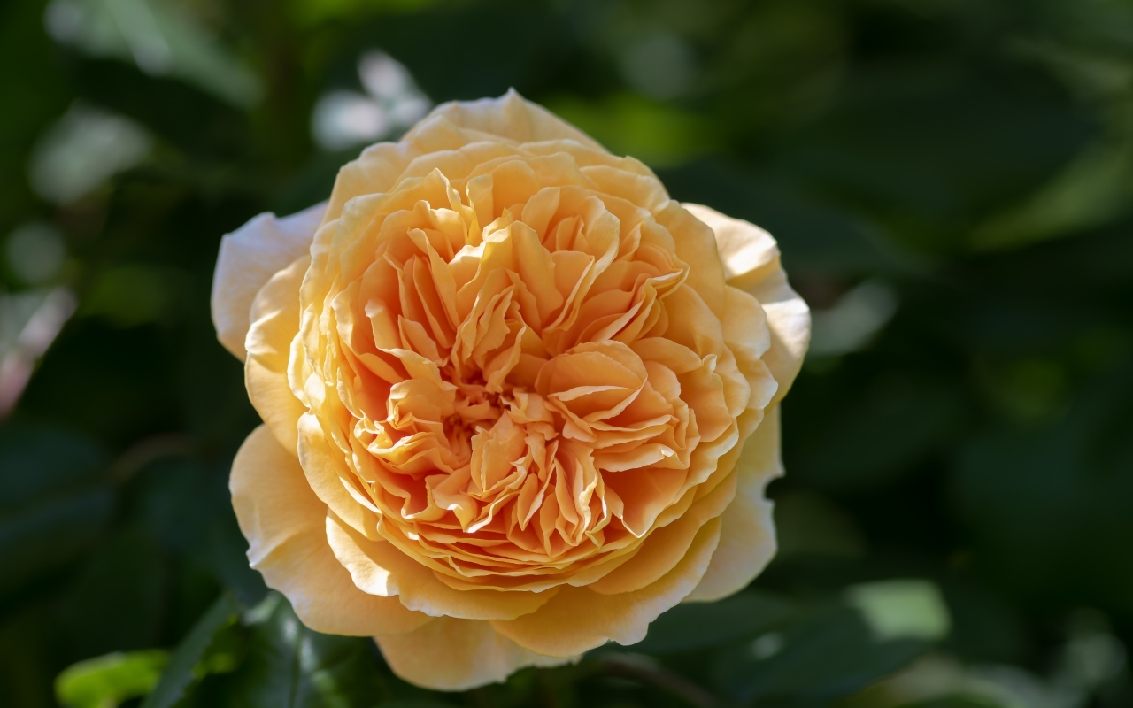 Пышная оранжевая роза в лучах солнца