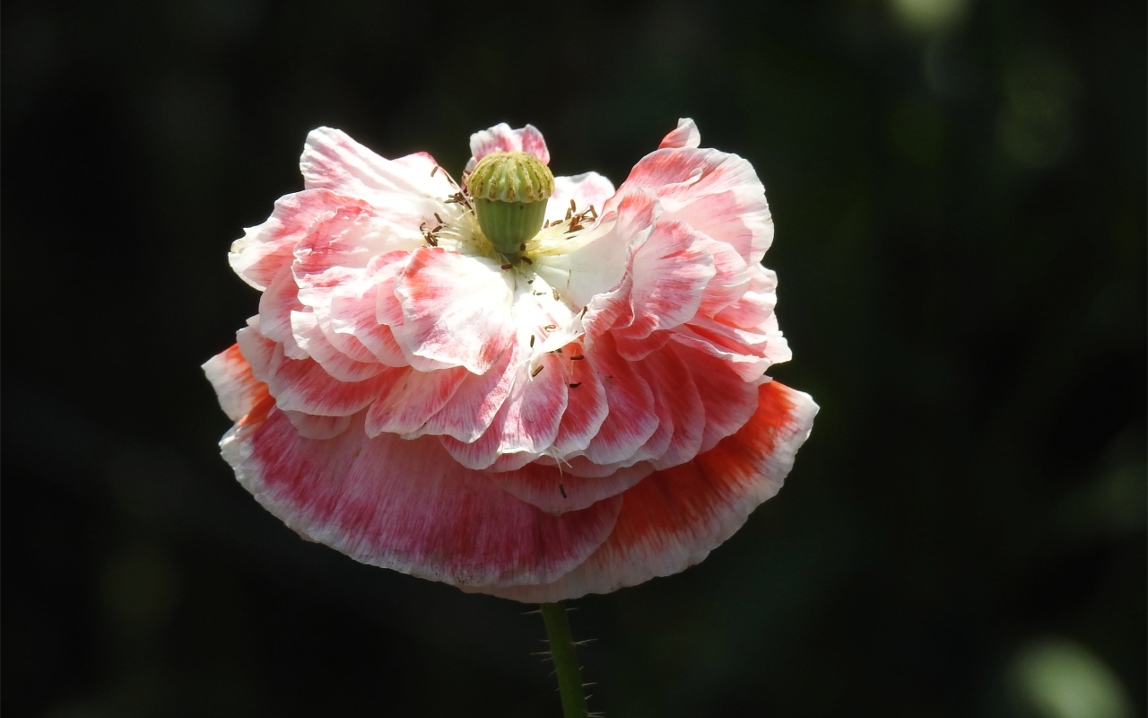 Пышный розовый цветок мака