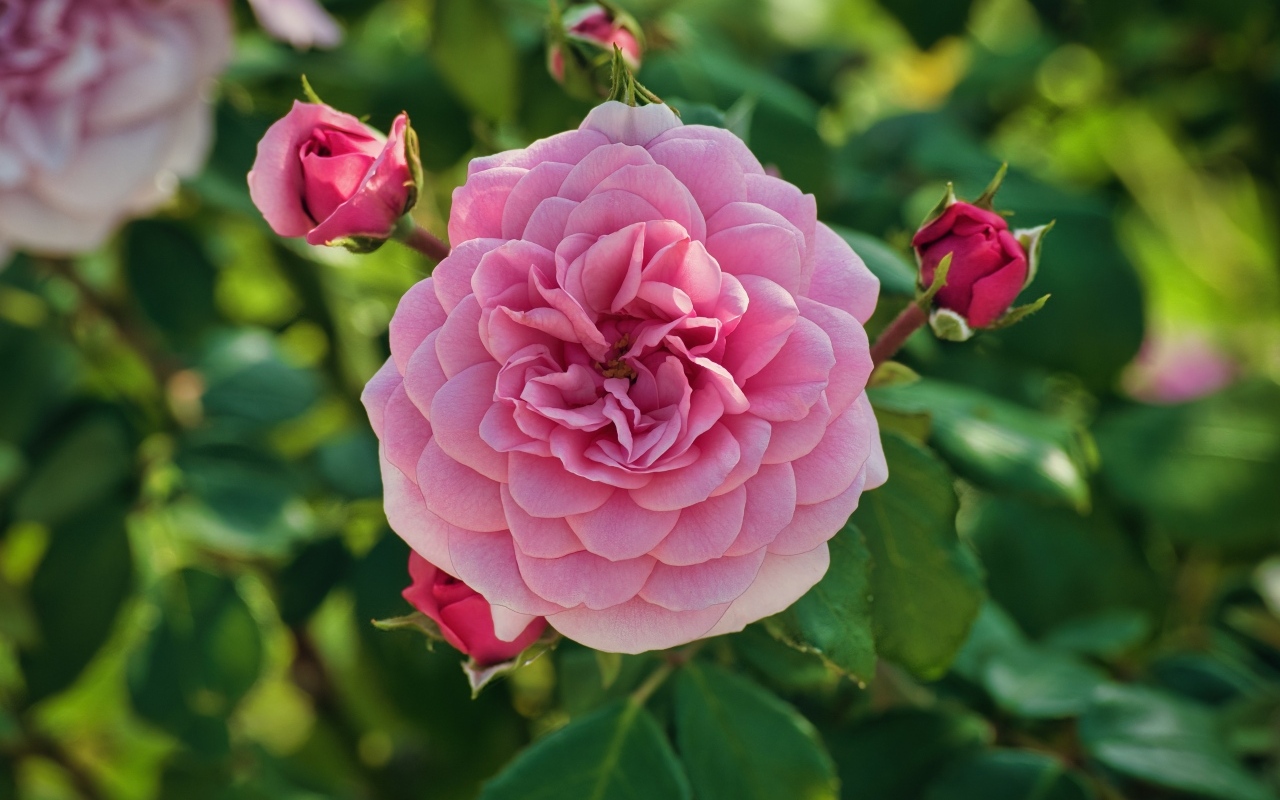 Пышная розовая роза с бутонами