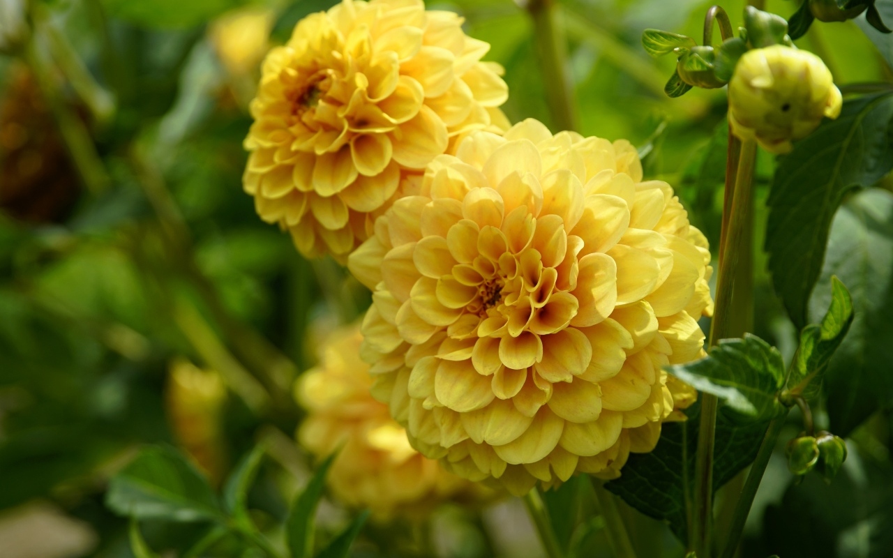 Пышные цветы желтой георгины