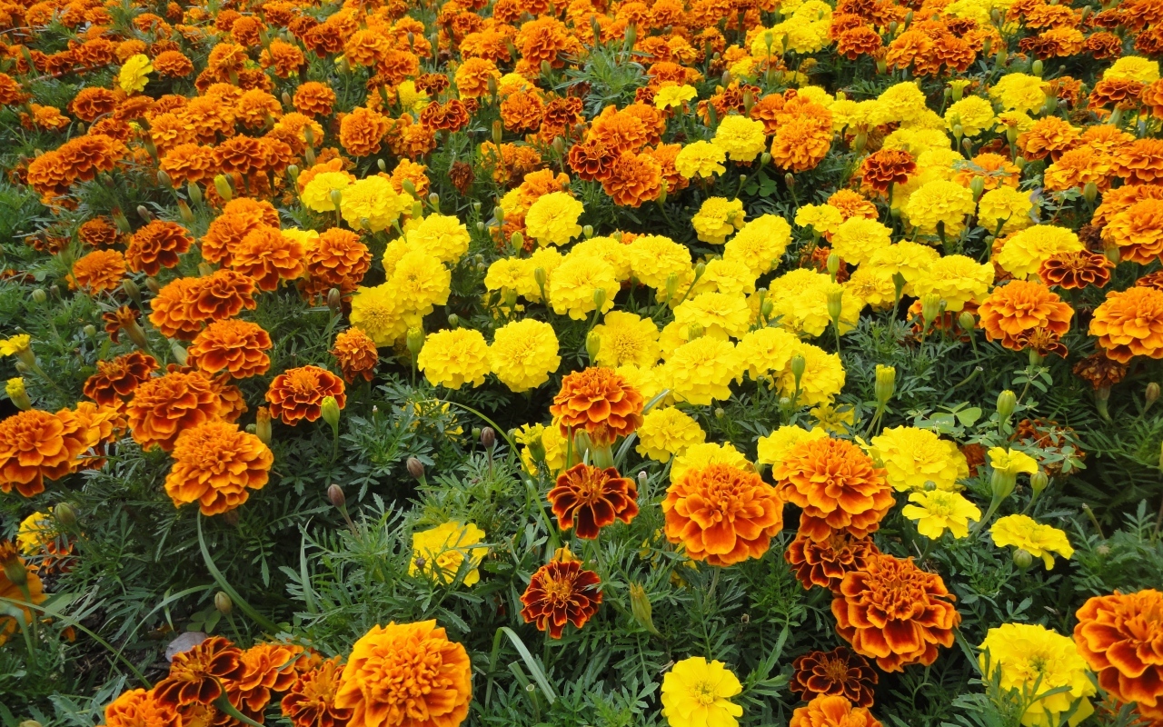 Много разноцветных бархатцев на клумбе