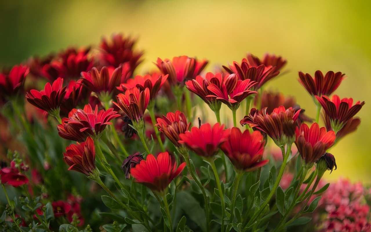 Много красных цветов остеоспермум крупным планом