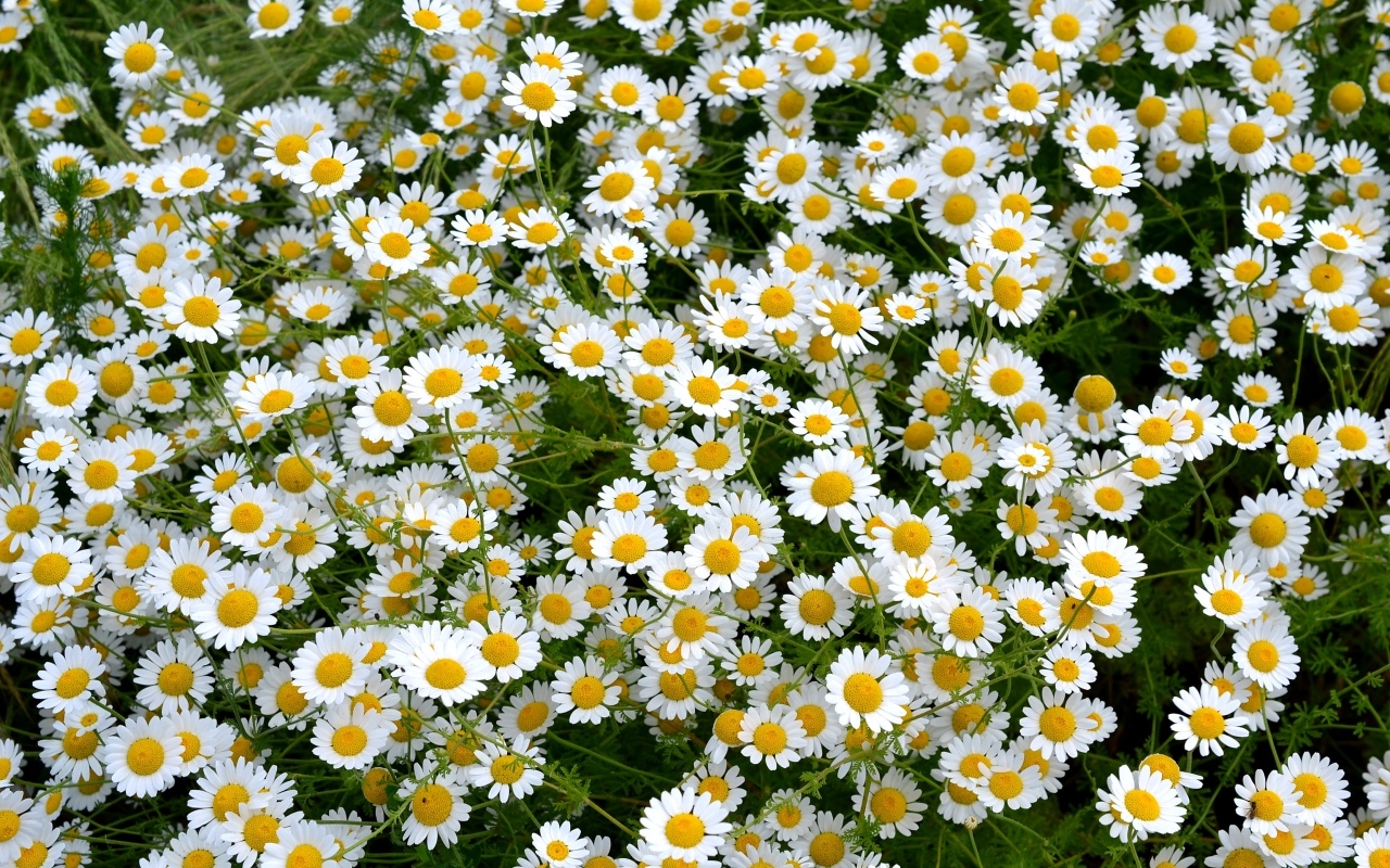 Много мелких цветов лекарственной ромашки