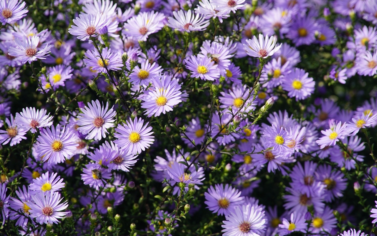 Много мелкий цветов садовой сентябринки